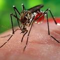 Защищаемся от комаров!