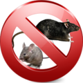 Мыши и крысы – переносчики опасных инфекций