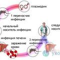 Что надо знать о малярии