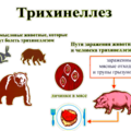 Трихинеллез и его профилактика