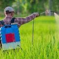 Применение пестицидов и агрохимикатов в условиях личных подсобных хозяйств