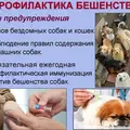 Профилактика бешенства среди детей