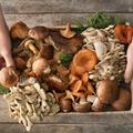 памятка «Грибы - вкусно, полезно, но и.. опасно»