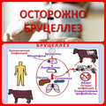 Бруцеллез