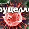 Бруцеллез