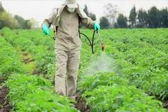 Применение  пестицидов и агрохимикатов в условиях личных подсобных хозяйств