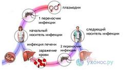 Что надо знать о малярии