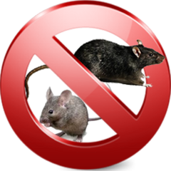 Мыши и крысы – переносчики опасных инфекций