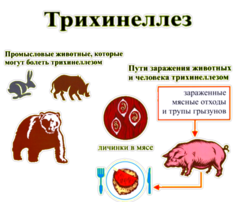 Трихинеллез и его профилактика