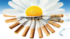 Информационно-образовательная акция по профилактике табакокурения 
