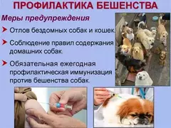 Профилактика бешенства среди детей