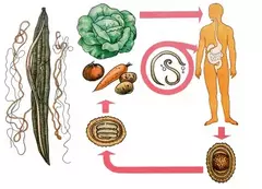 Осторожно! Аскаридоз!
