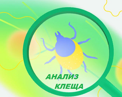 АНАЛИЗ КЛЕЩА