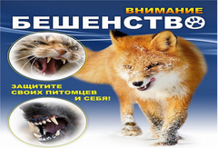 Осторожно! Бешенство! 