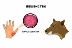 Вирус бешенства где-то рядом