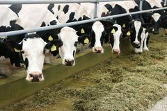 ПРЕСС-РЕЛИЗ «О проведении в январе-феврале месячника безопасности труда в отрасли животноводства»