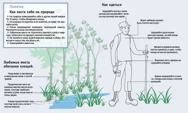 КЛЕЩИ. ПРОФИЛАКТИКА. КЛЕЩИ. ПРОФИЛАКТИКА.